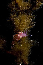 Nudibranch (Flabellina pedata) shot in Peniche, Portugal,... by Joao Pedro Tojal Loia Soares Silva 